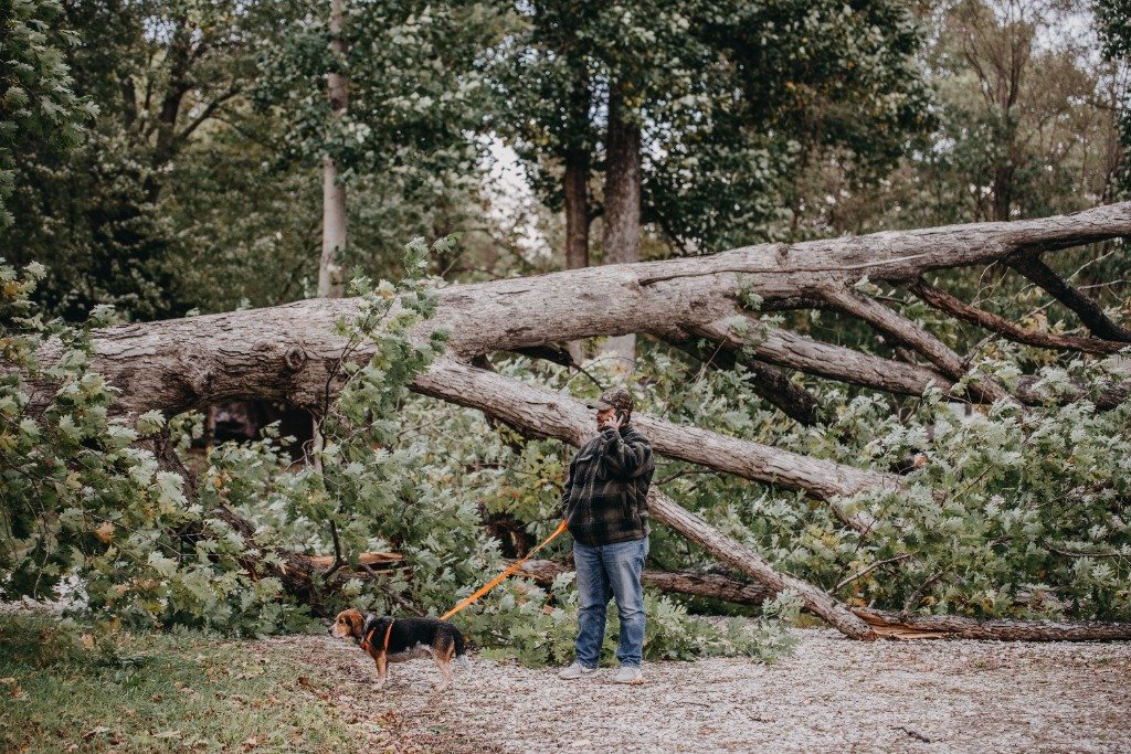 Emergency tree removal service during storm