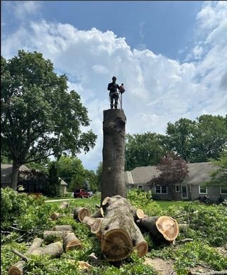 Professional tree removal team at work